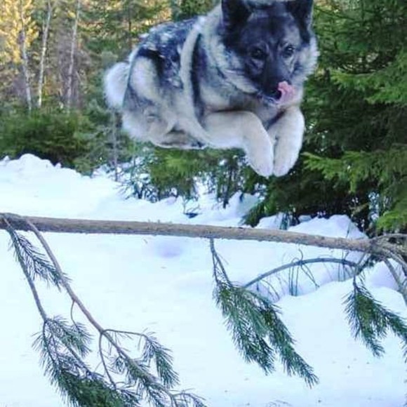 kodikid